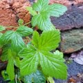 A trip to the supermarket: finding connections to nature during lockdown