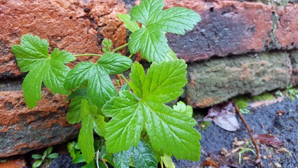 A trip to the supermarket: finding connections to nature during lockdown
