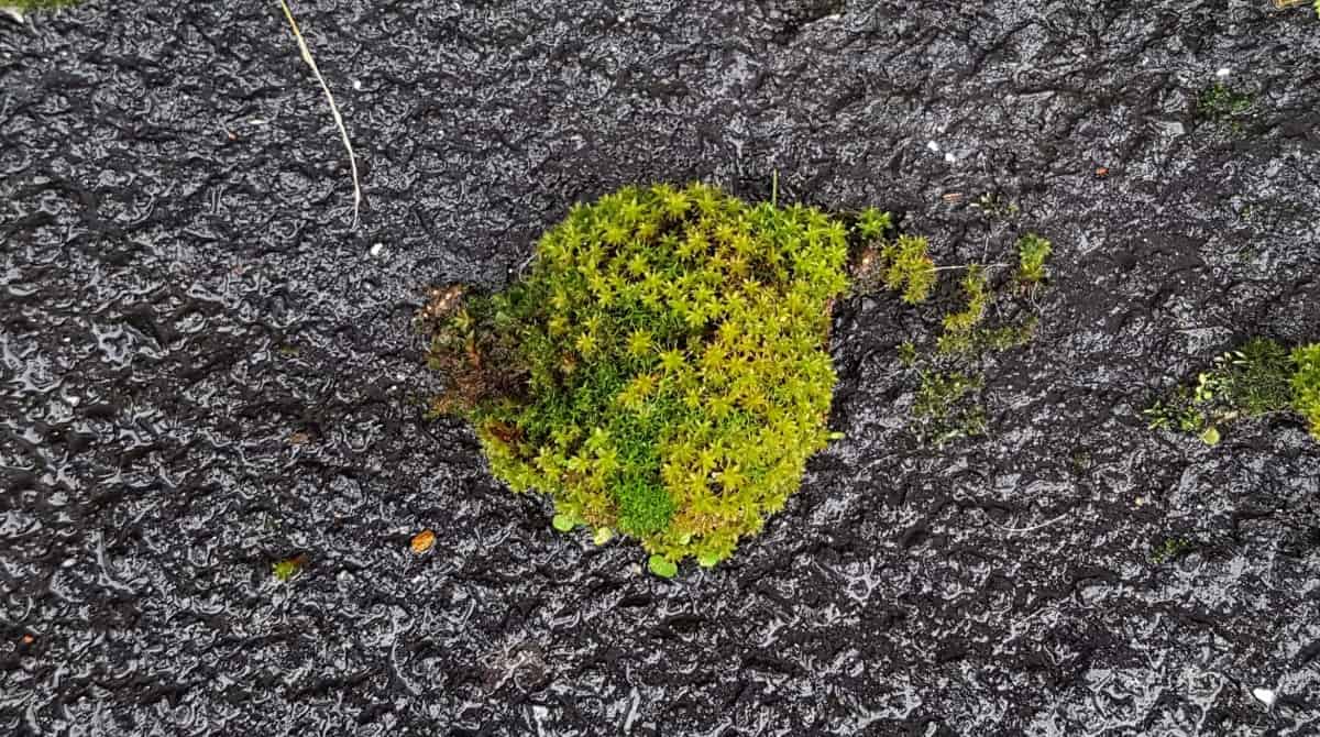 plant growing in city in the middle of the pavement