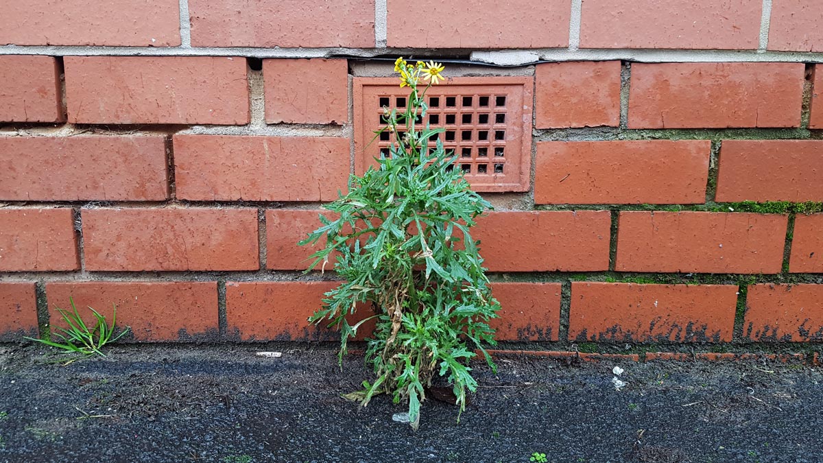 plant growing in city in front of a brick wall