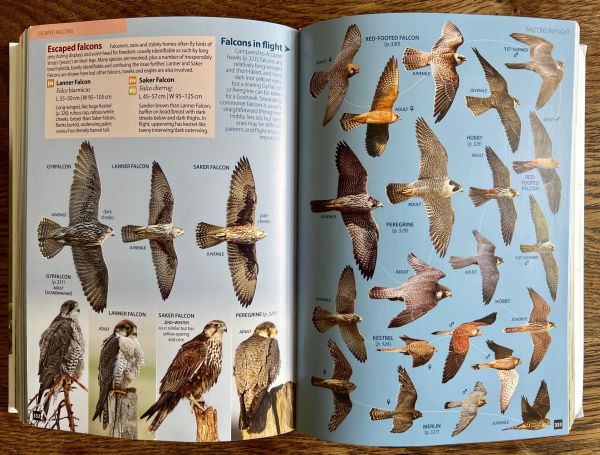 Inside Britain's Birds