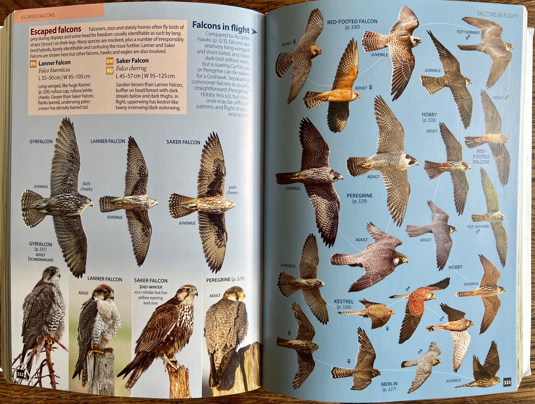 Britain's Birds Book Review - Beyond the Edge