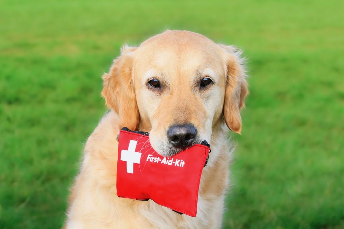 Canine first aid - A dog holding a first aid kit