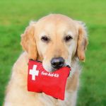 Canine first aid - A dog holding a first aid kit