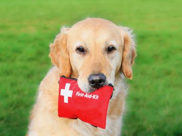Canine first aid - A dog holding a first aid kit