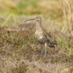 Close up of an Adult curlew during the breeding season. Stood in natural grouse moor habitat in the Yorkshire Dales, UK.