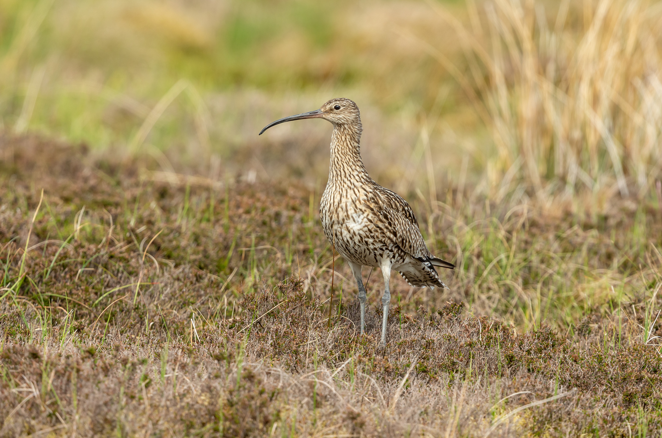 Close up of an Adult curlew during the breeding season. Stood in natural grouse moor habitat in the Yorkshire Dales, UK.