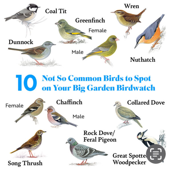 RSPB Big Garden Birdwatch 2025