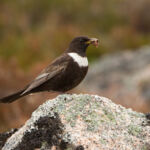 Ring Ouzel