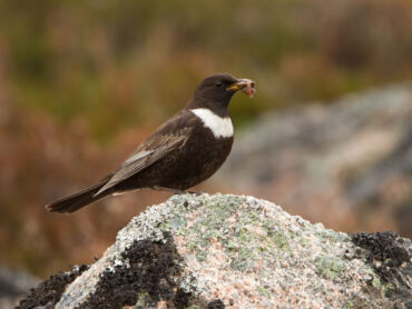 Ring Ouzel