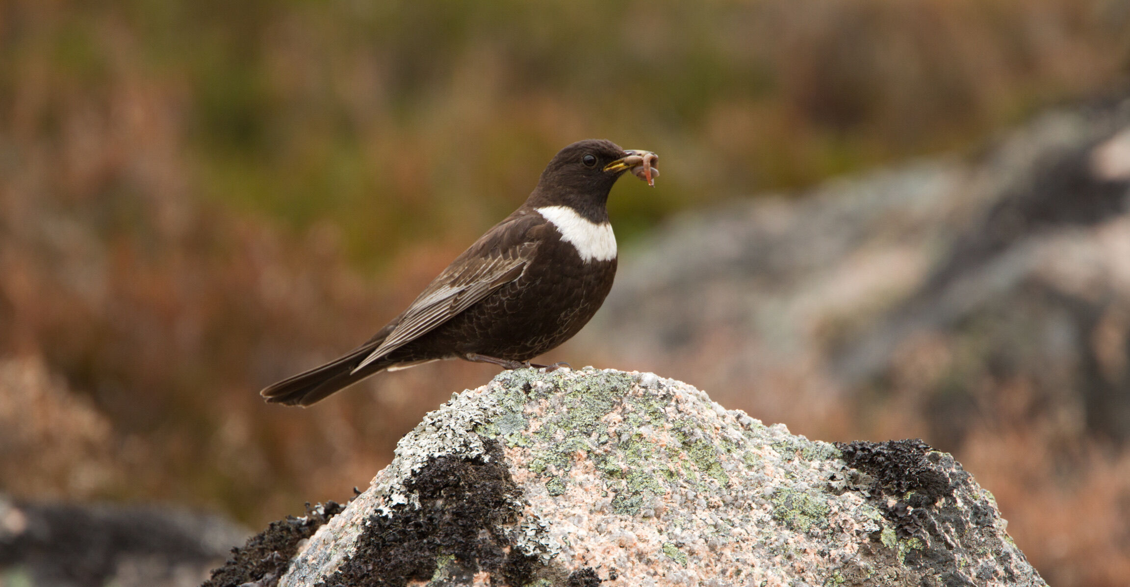 Ring Ouzel