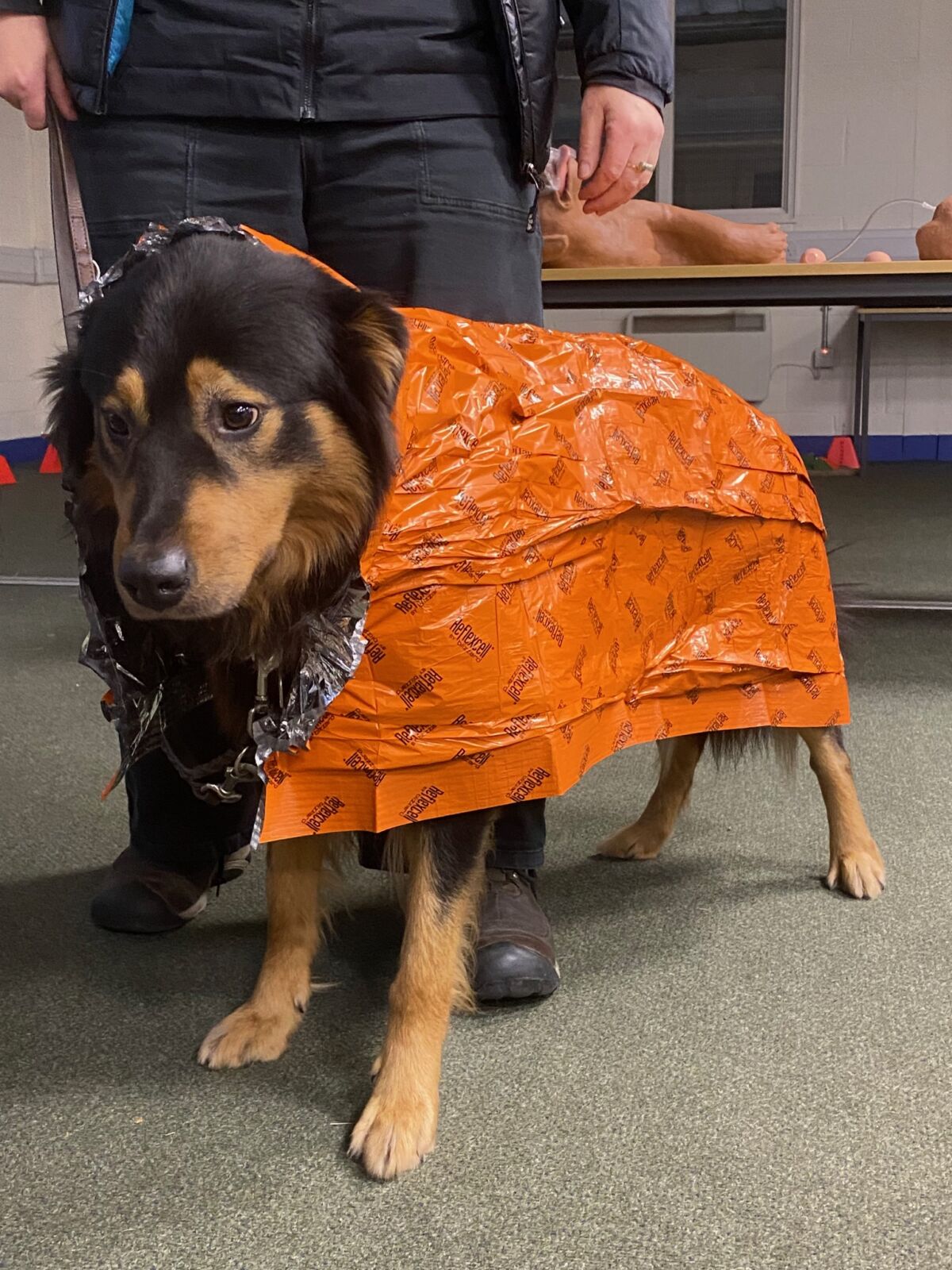A dog wearing a blizzard jacket on a canine first aid course.