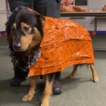 A dog wearing a blizzard jacket on a canine first aid course.