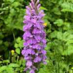Marsh Orchid