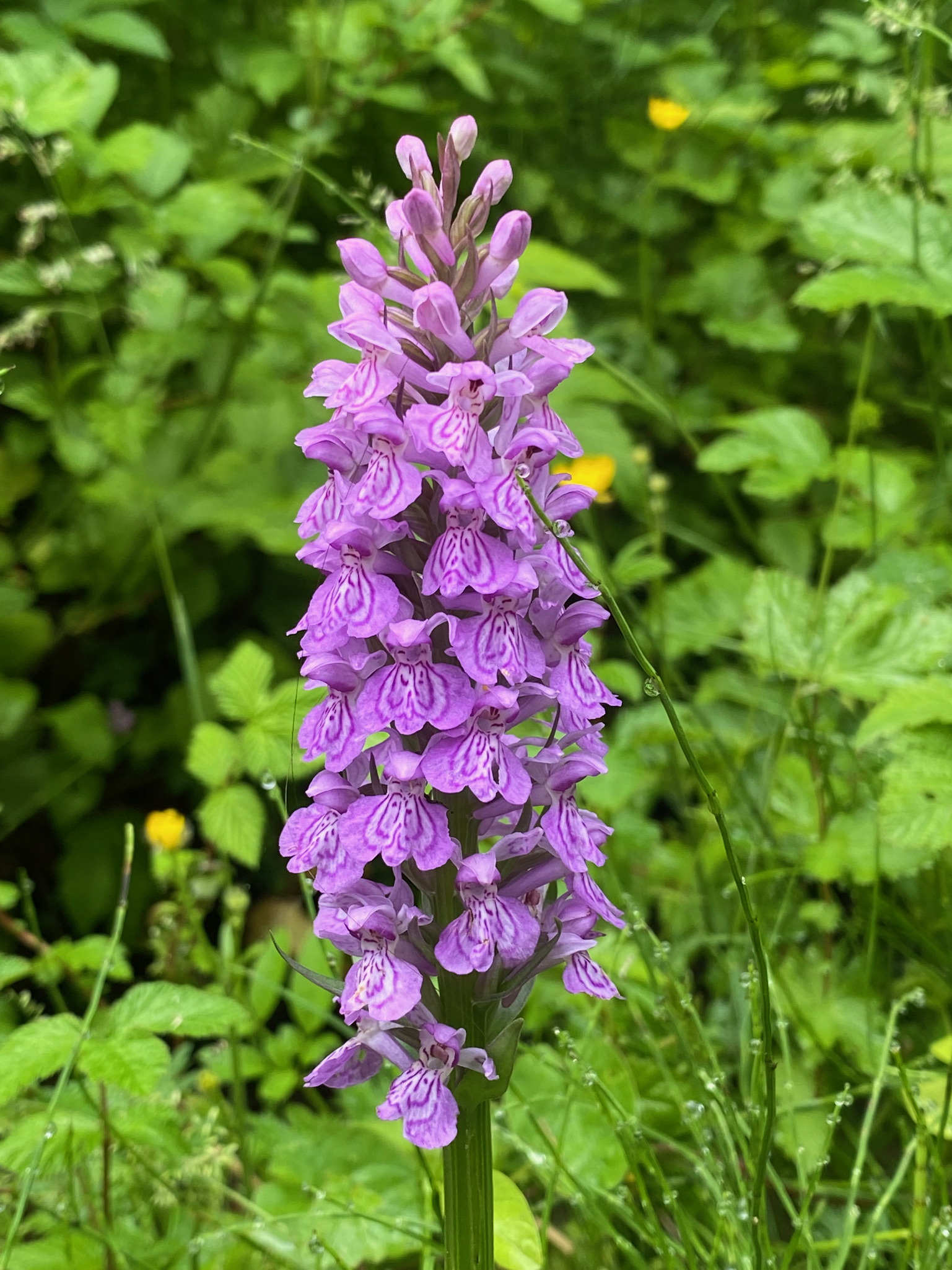 Marsh Orchid