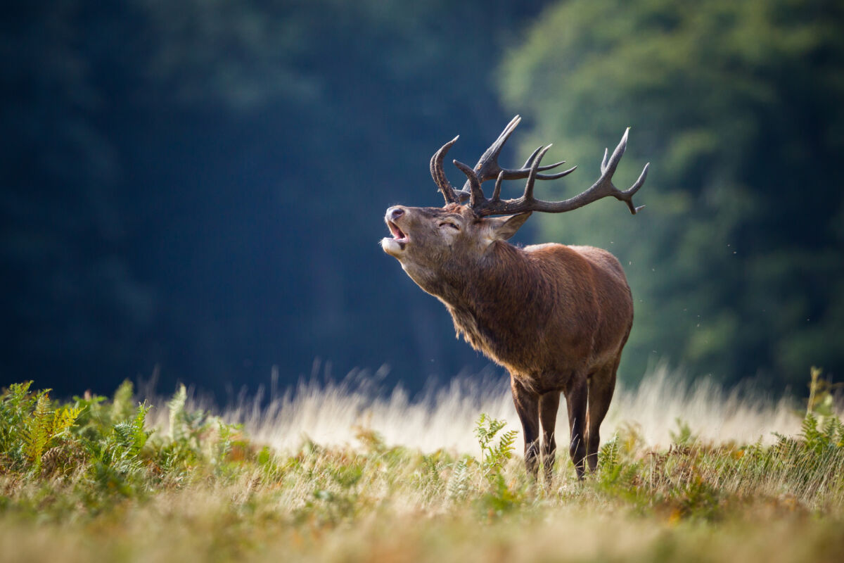 A red deer stag bellowing