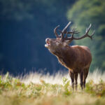 A red deer stag bellowing
