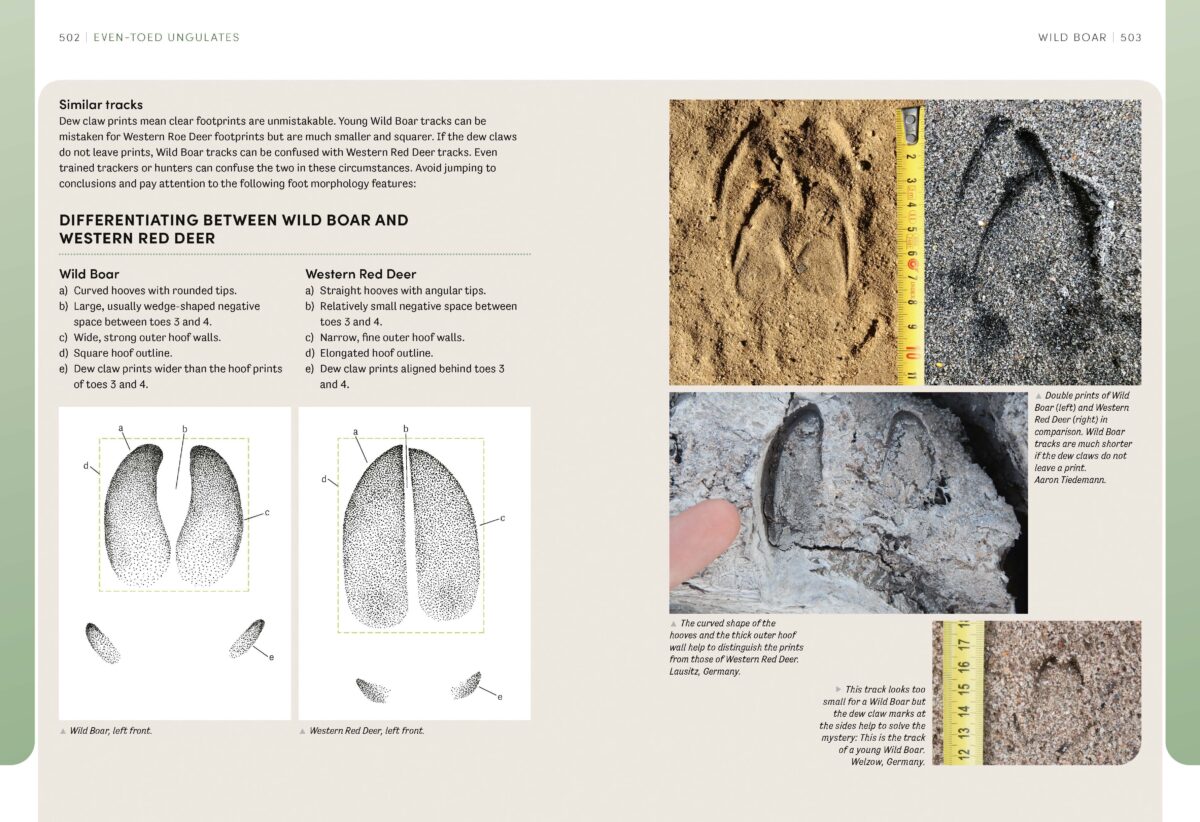 An inside page of the The European Animal Tracks Handbook 