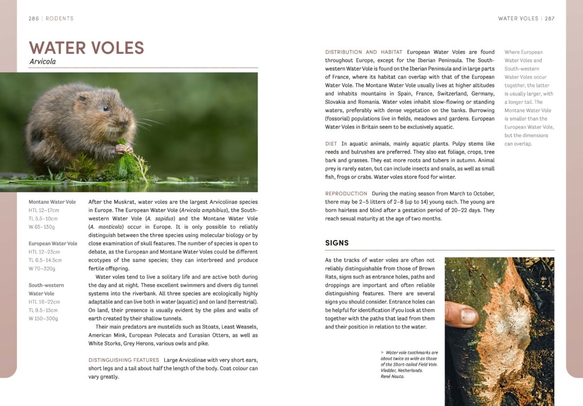 The Water Vole pages inside The European Animal Tracks Handbook